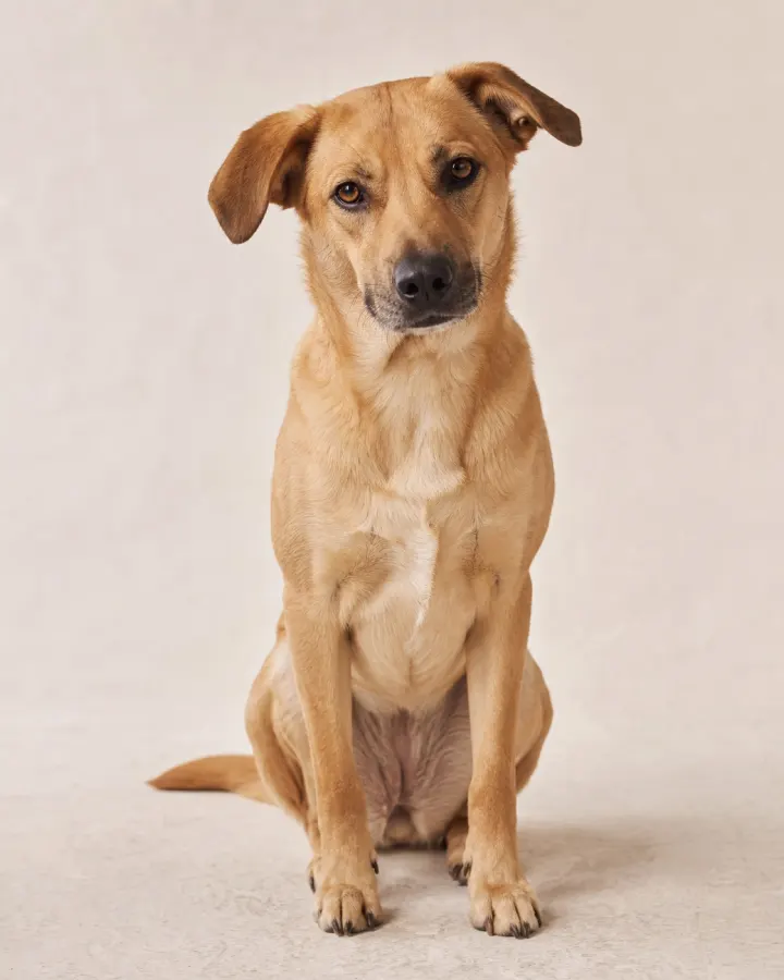 Cachorro caramelo usado como exemplo